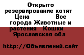 Открыто резервирование котят › Цена ­ 15 000 - Все города Животные и растения » Кошки   . Ярославская обл.